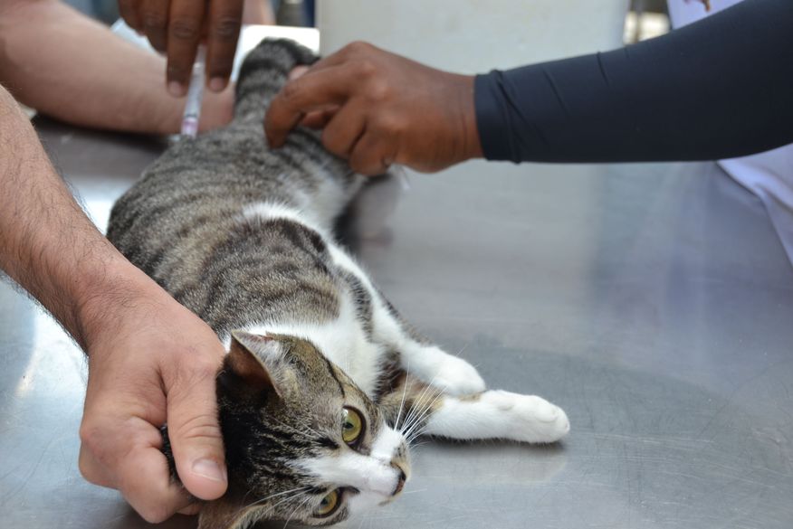 Campanha de Vacinação Antirrábica para cães e gatos começa ...